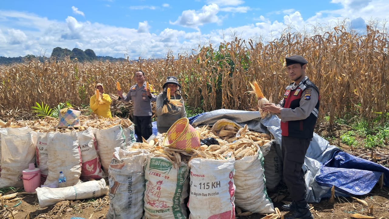 Tanam Bulan Desember, Petani Rukun Makmur Panen Jagung