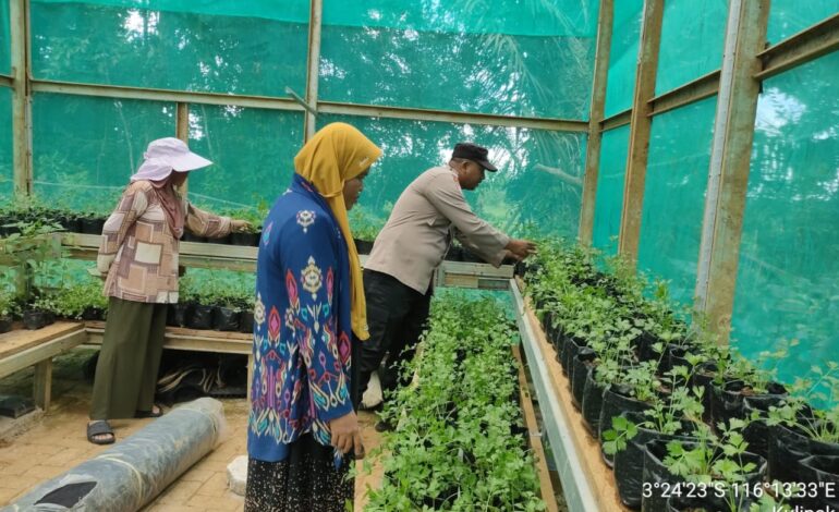 Program Pekarangan Pangan Bergizi Kian Berkembang di Kulipak
