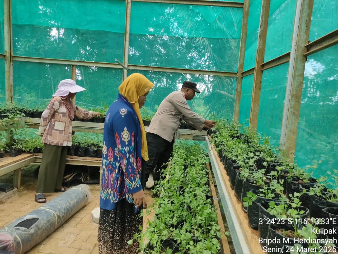 Program Pekarangan Pangan Bergizi Kian Berkembang di Kulipak