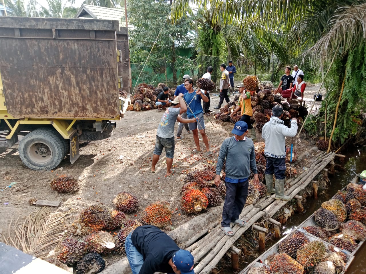 Warga Kolam Kanan Dirugikan Atas Maraknya Pencurian Kelapa Sawit