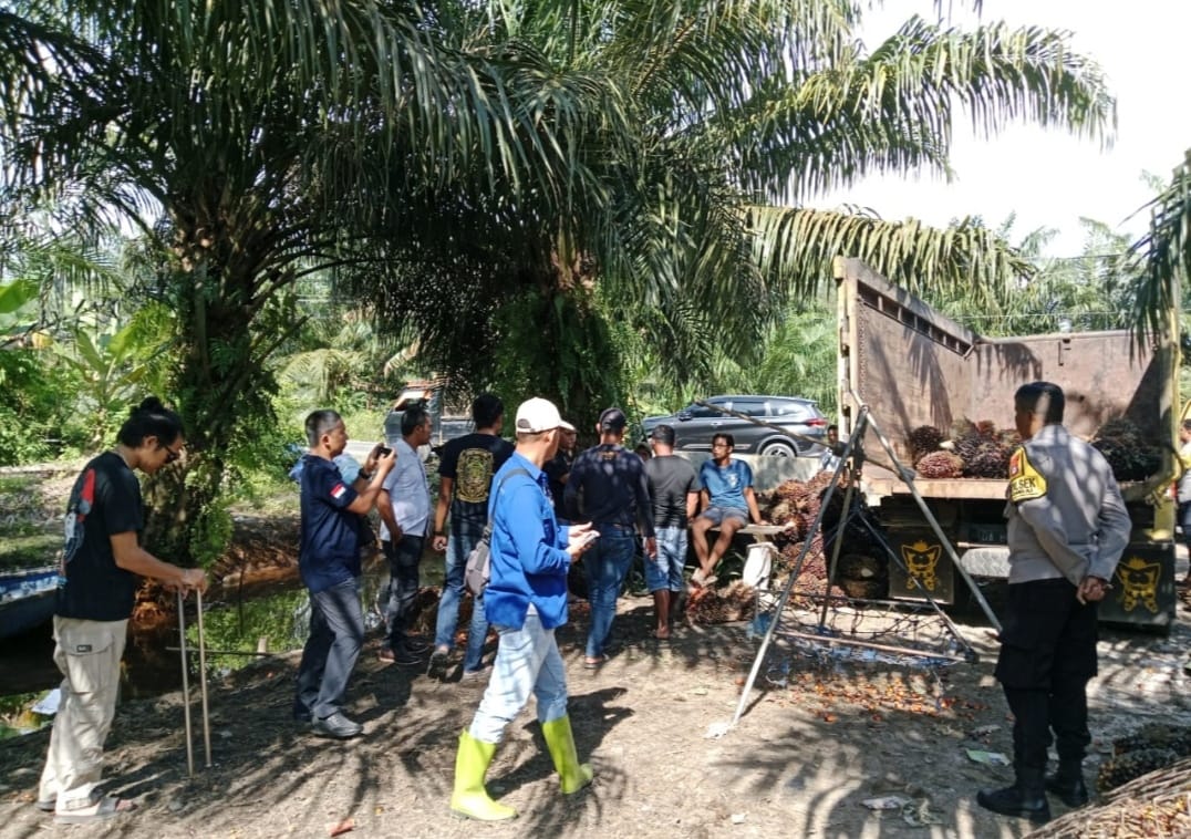 Polres Batola Dikabarkan OTT Terduga Pencuri Buah Sawit PT ABS