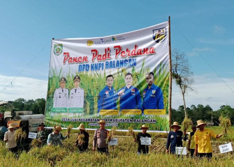 Panen Perdana di Juai, KNPI Balangan Dukung Ketahanan Pangan Nasional