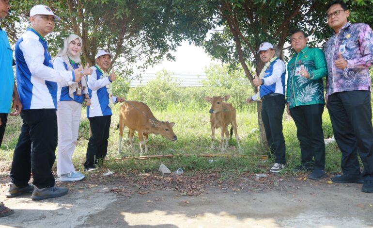 Pemkab Batola dan Pemprov Kalsel Sinergi Kembangkan Peternakan Sapi di Eks Pemukiman Transmigrasi