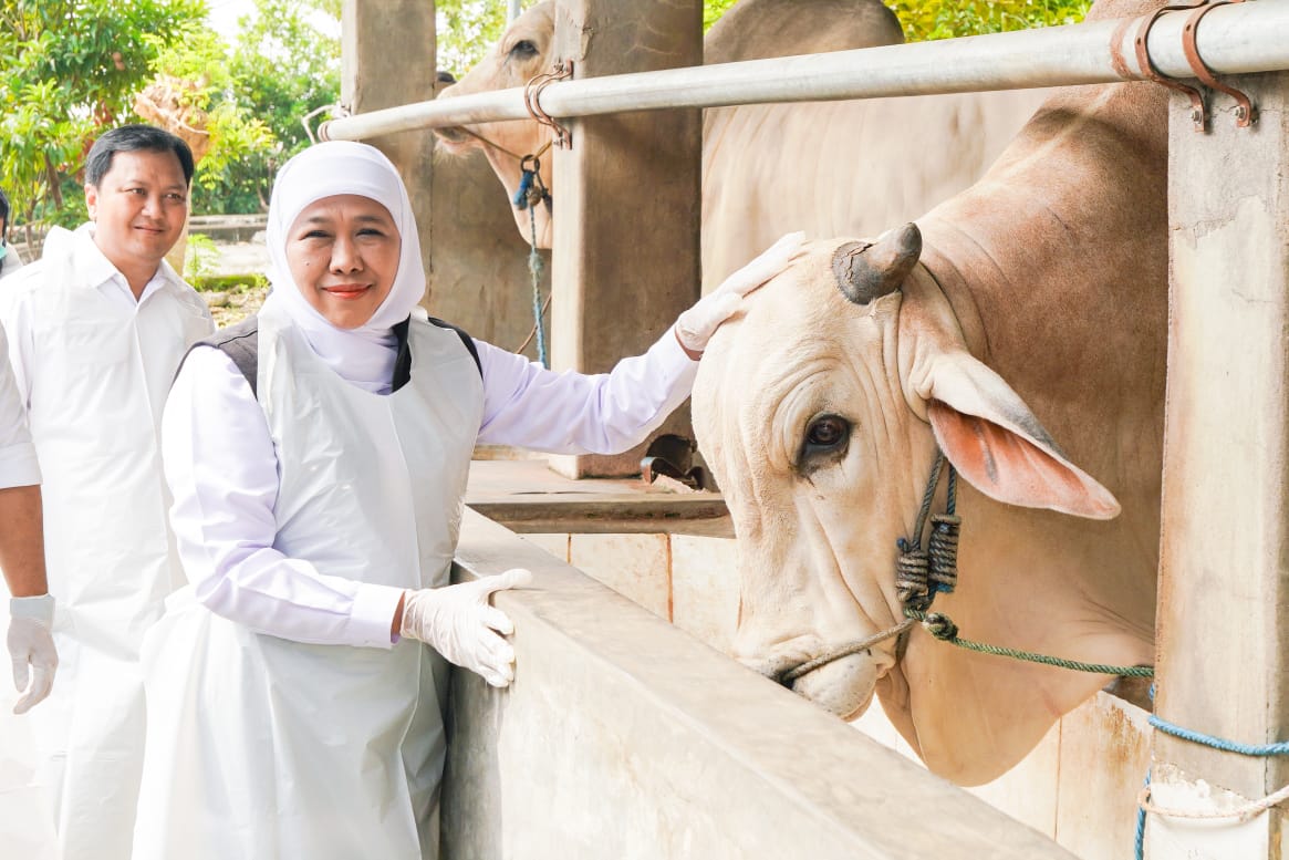Gubernur Khofifah Jamin Kesehatan Hewan Kurban, Siap Suplai ke Provinsi Lain