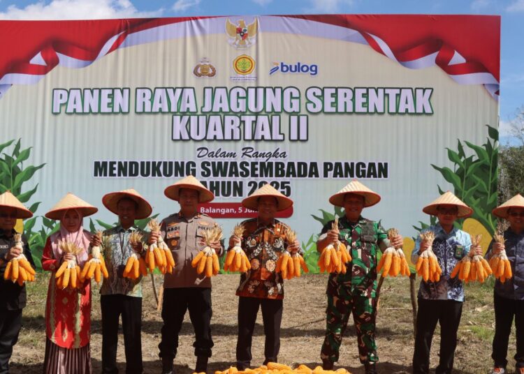 Dukung Ketahanan Pangan, Pemkab Balangan dan Polres Balangan Panen Jagung di Batu Piring