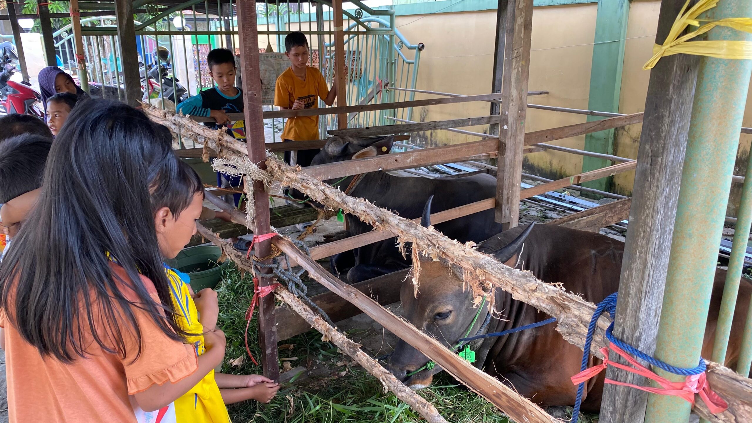 Bupati Batola Serahkan Bantuan Sapi Kurban Presiden RI kepada Warga Desa Tatah Mesjid