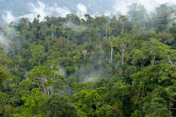 Kritik atas Revisi UU Kehutanan: Hutan Bukan Warisan Kolonial