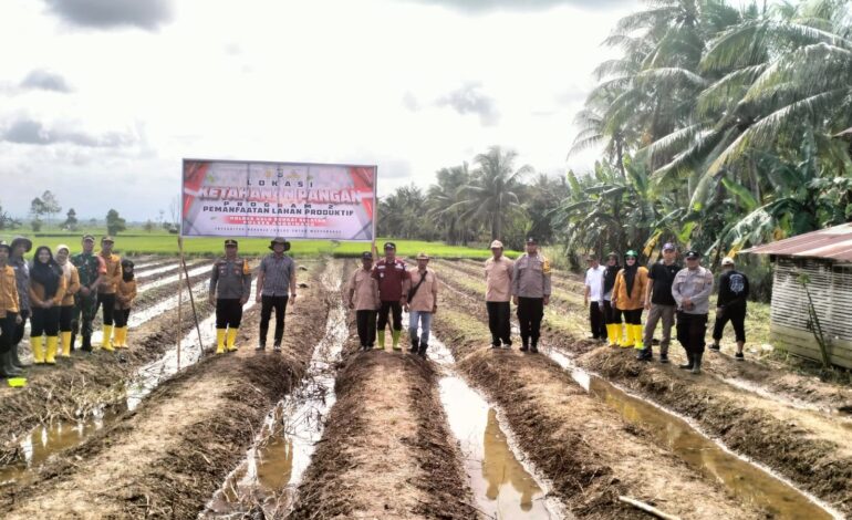 FORKOPIMCAM ANGKINANG DAN POLSEK ANGKINANG GELAR PENANAMAN JAGUNG LANJUTAN UNTUK DUKUNG SWASEMBADA PANGAN