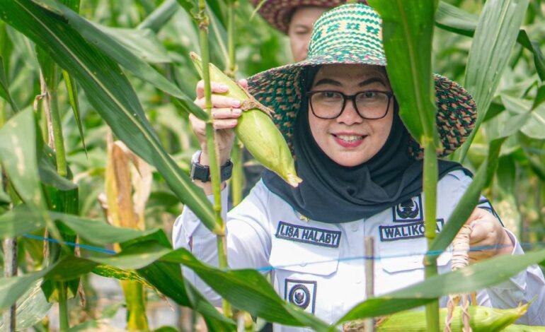Wali Kota Banjarbaru dan DPRD Panen Cabai dan Jagung di Laura, Dukung Ketahanan Pangan Daerah