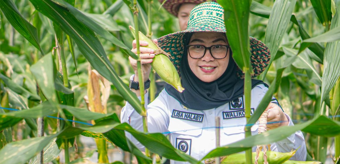 Wali Kota Banjarbaru dan DPRD Panen Cabai dan Jagung di Laura, Dukung Ketahanan Pangan Daerah