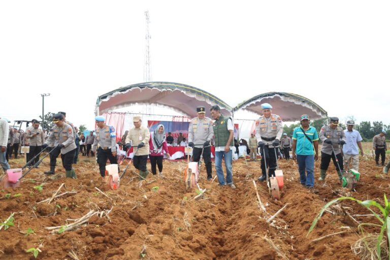 Polda Kalsel Tanam Jagung Tahap II, Dukung Program Ketahanan Pangan Nasional