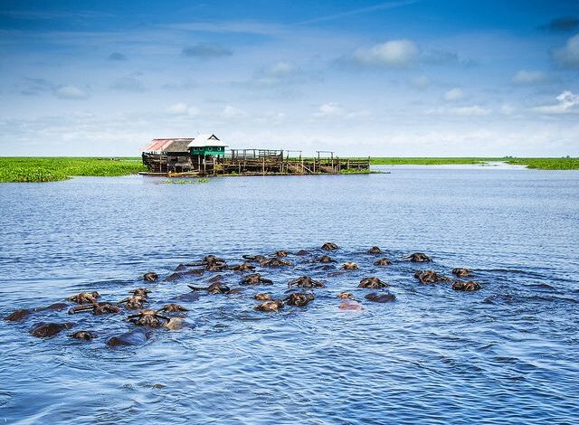 Arena Kerbau Rawa Bararawa, Wisata Unik Pacuan Kerbau di Hulu Sungai Utara
