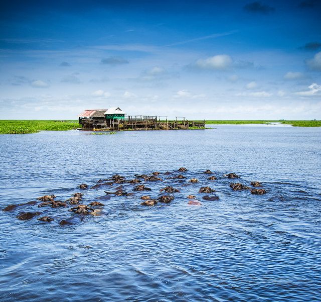 Arena Kerbau Rawa Bararawa, Wisata Unik Pacuan Kerbau di Hulu Sungai Utara