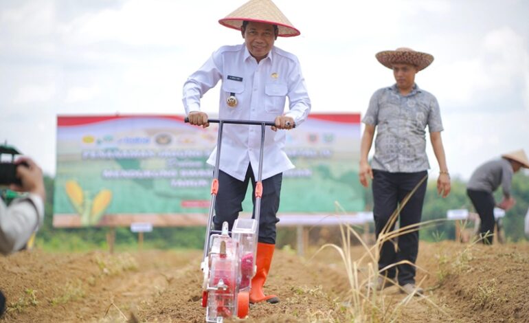Pemkab Balangan Dukung Penanaman Jagung Serentak Kuartal IV 2025