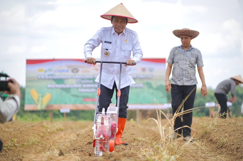 Pemkab Balangan Dukung Penanaman Jagung Serentak Kuartal IV 2025
