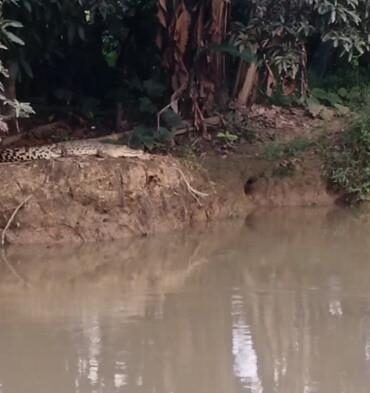 Buaya Muncul di Tepi Sungai Negara HSU