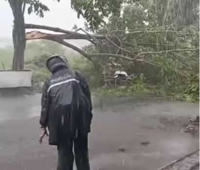 Pohon Besar Tumbang di Jalan Pramuka, Dua Pengendara Alami Luka Serius