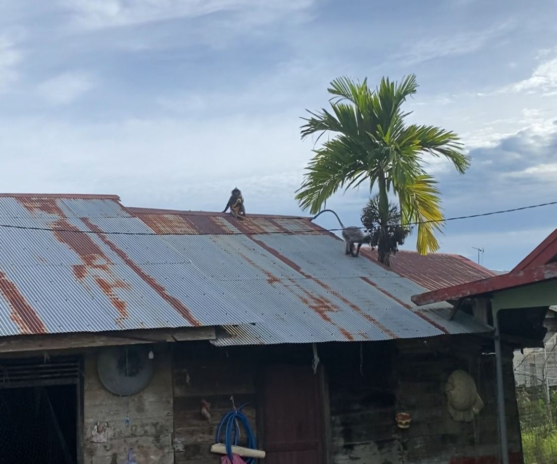 Teror Kera Liar di Beruntung Baru dan Aluh Aluh, Dinkes Banjar : Sudah Lima Korban