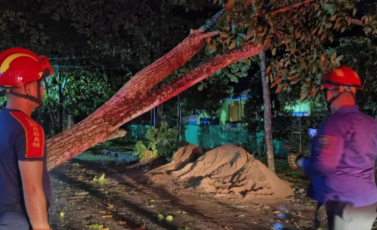 Pohon Tumbang di Sejumlah Wilayah HSU