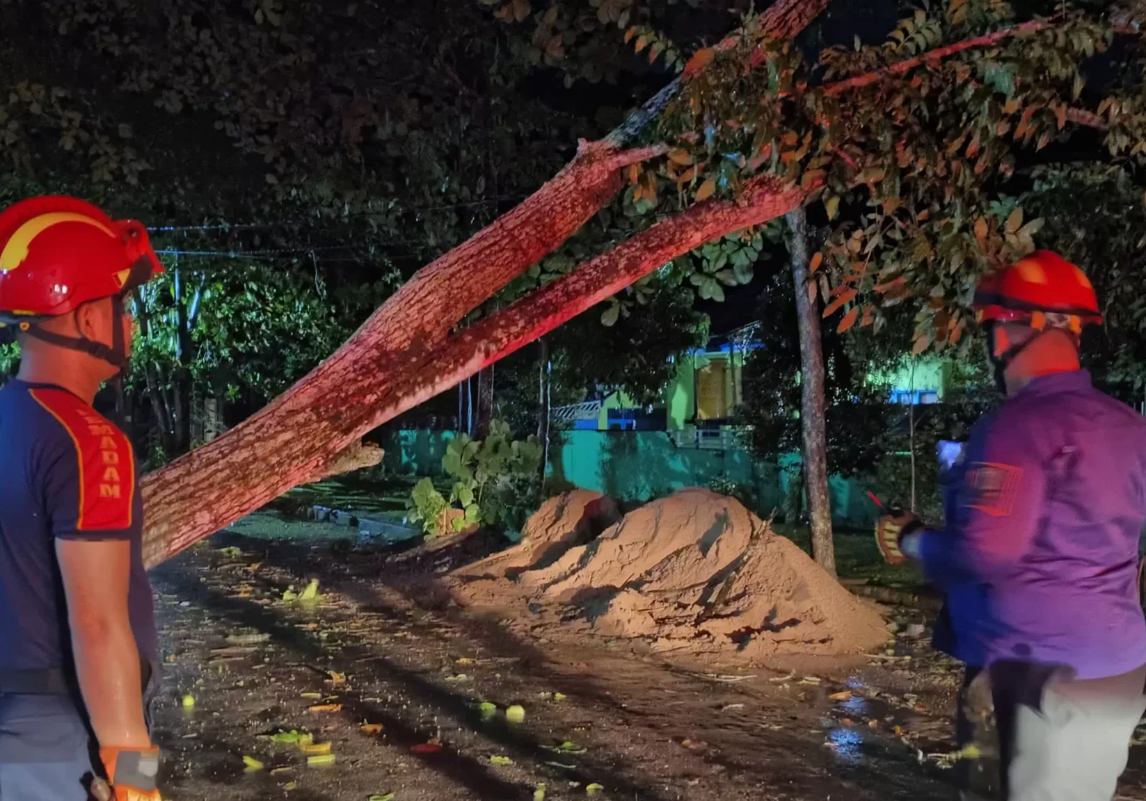 Pohon Tumbang di Sejumlah Wilayah HSU