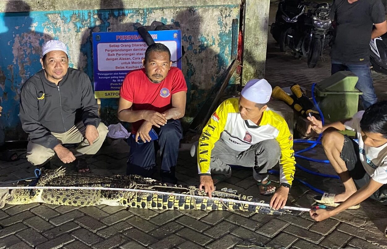 Beberapa Kali Muncul Akhirnya Buaya Besar Tertangkap