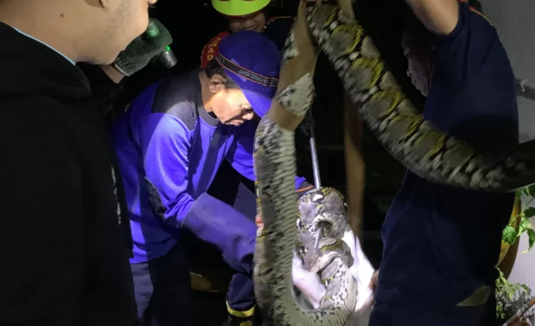 Geger, Ular Piton Panjang 3,5 Meter Masuk Rumah Warga