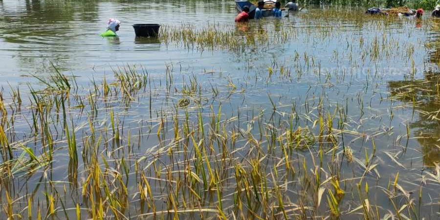 1,28 Hektare Lahan Pertanian di HSU Terendam