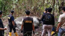 Gajah Sumatera Tewas di Konsesi, Kementerian Kehutanan Panggil Direksi PT Riau Andalan Pulp and Paper