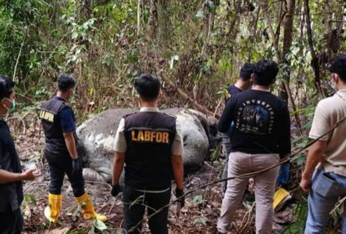 Gajah Sumatera Tewas di Konsesi, Kementerian Kehutanan Panggil Direksi PT Riau Andalan Pulp and Paper