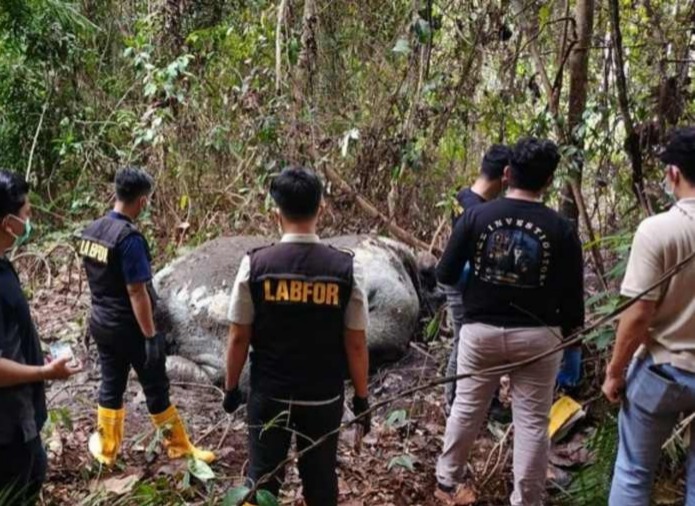 Gajah Sumatera Tewas di Konsesi, Kementerian Kehutanan Panggil Direksi PT Riau Andalan Pulp and Paper