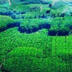 Hutan Dikuasai Korporasi, Daerah Kebagian Sisa: Ketimpangan Fiskal dan Ekologis HTI Riau Terkuak