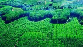 Hutan Dikuasai Korporasi, Daerah Kebagian Sisa: Ketimpangan Fiskal dan Ekologis HTI Riau Terkuak