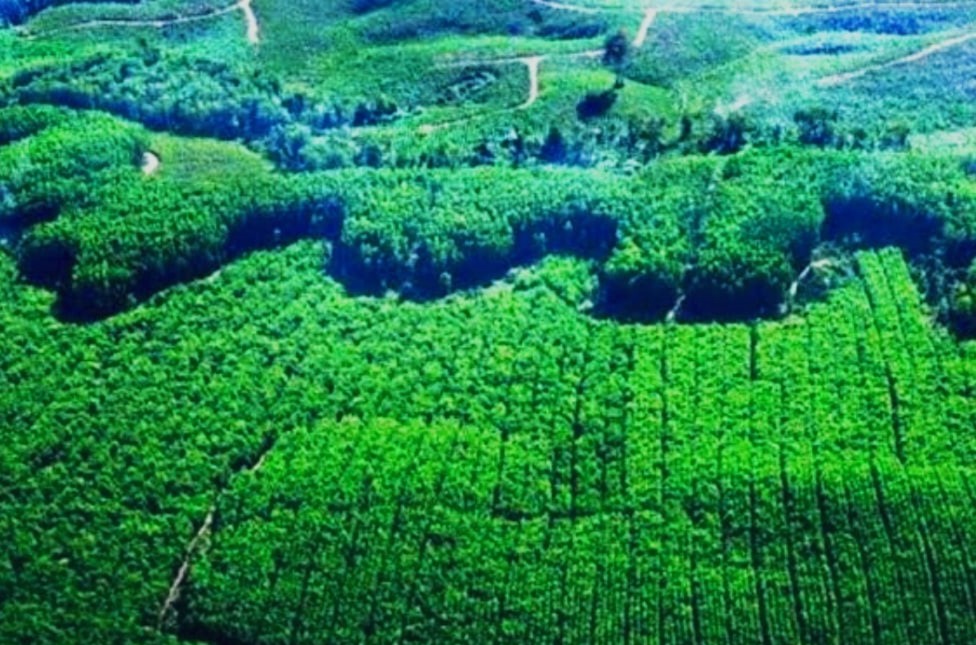 Hutan Dikuasai Korporasi, Daerah Kebagian Sisa: Ketimpangan Fiskal dan Ekologis HTI Riau Terkuak