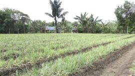 Hadapi Kemarau Panjang, Tabalong Siapkan Strategi Jaga Produksi Pangan