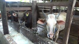Peternak Tabalong Persiapkan Ternak Jelang Idul Adha, Puluhan Sapi Kurban Mulai Dipesan