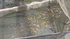 Dari Patin hingga Haruan, Produksi Benih Ikan Tabalong Tembus 2,1 Ton di 2025