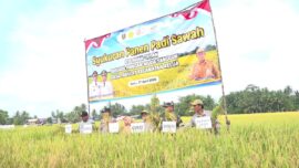 Syukuran Panen di Lahan Oplah 4 Desa Kecamatan Kelua, Hasil Panen Capai 1.650 Ton Gabah
