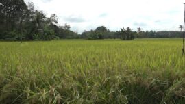 Lahan Sawah IP200 di Tabalong Masih Rendah, DKP3 Genjot Perluasan Demi Ketahanan Pangan