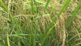 Kerusakan Irigasi Hambat IP200, DKP3 Tabalong Genjot Perbaikan Saluran Air Sawah