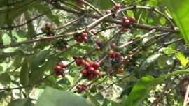 Tingkatkan Produktivitas Tanaman Perkebunan, DKP3 Tabalong Siapkan Bantuan Pupuk