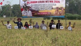 Meski Musim Kemarau, Poktan Makmur I Banua Rantau Berhasil Panen 8,8 Ton Padi per Hektare