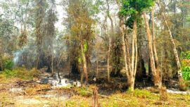 Api Terus Muncul! Karhutla Di Masukau Bakar 30 Hektare Lahan